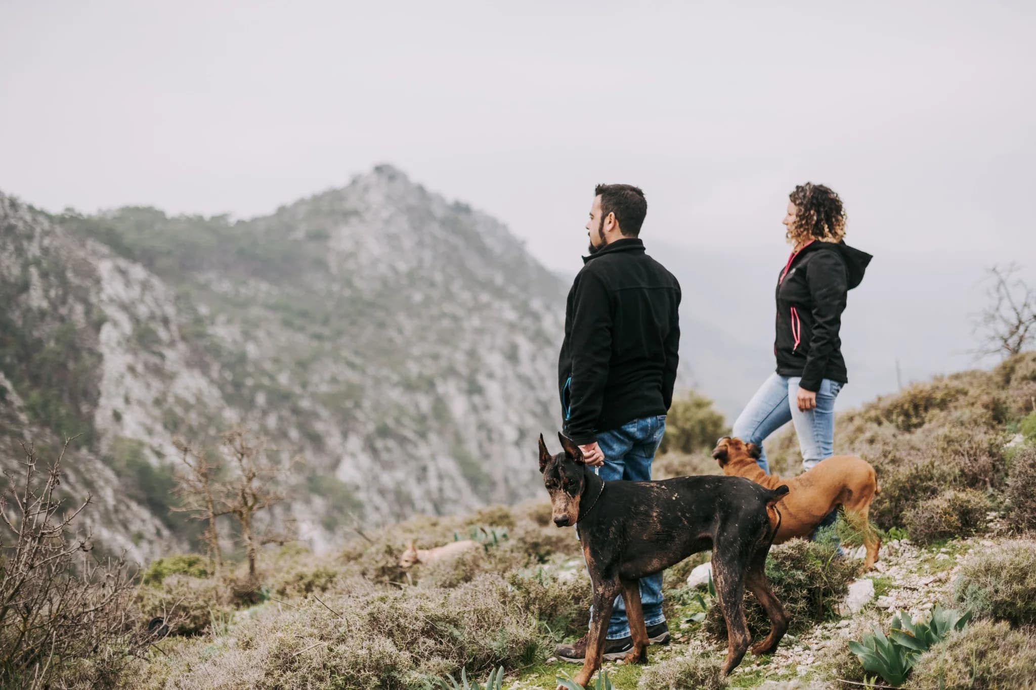 Two people exploring a mountain ridge with their dogs